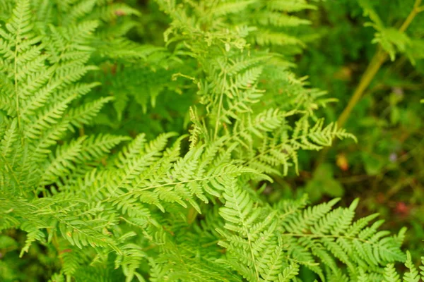 Sığ alan derinliğine sahip egzotik tropikal eğreltiotları. Yeşil eğreltiotu yaprakları bulanık yeşil arka planda. Seçici odak.