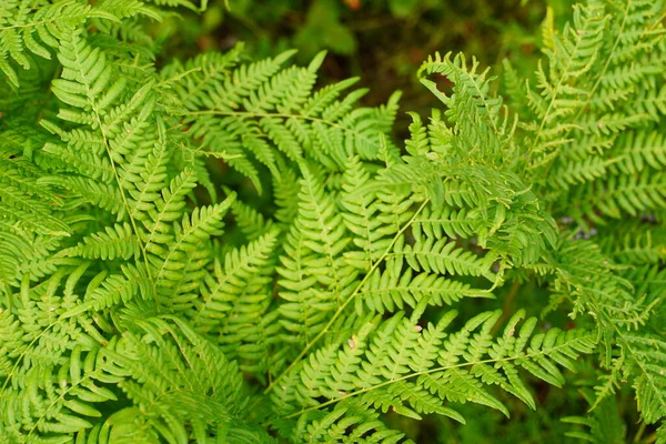 Green Green Fern Tree Growing Summer Fern Green Leaves Natural — Stock Photo, Image