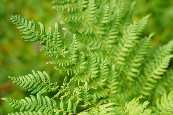 Sığ alan derinliğine sahip egzotik tropikal eğreltiotları. Yeşil eğreltiotu yaprakları bulanık yeşil arka planda. Seçici odak.