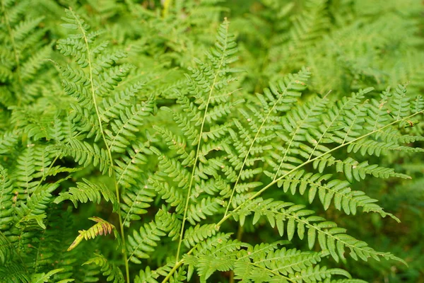 Yoğun eğrelti otları yakın plan. Eğreltiotu dolu güzel bir arka plan. Ağaçlar arasındaki zengin yeşilliğin manzarası. Kaotik yabani eğrelti otlarıyla dolu. Bereketli eğreltiotu yapraklarının canlı yeşil dokusu