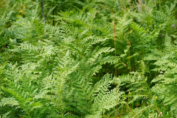 Yeşile git. Yazın büyüyen yeşil eğreltiotu ağacı. Yeşil yapraklı eğreltiotu. Yeşil, baharın ve umudun rengidir. Doku arkaplanı. Vahşi doğa ormanları.
