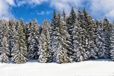 bir gün karlı ağaçların