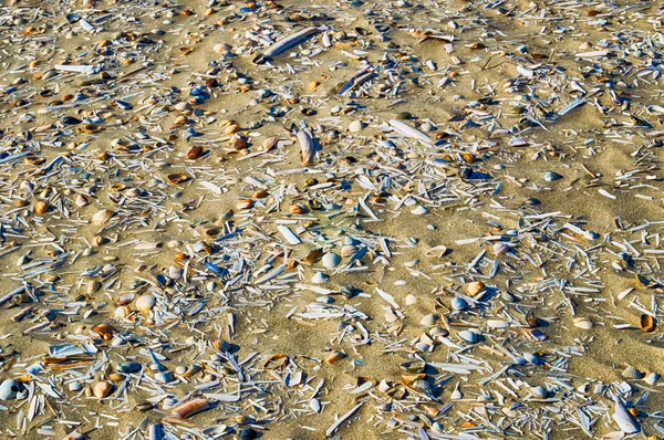 Praia conchas fundo — Fotografia de Stock