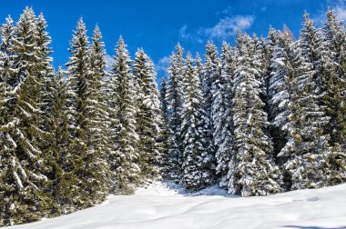 bir gün karlı ağaçların