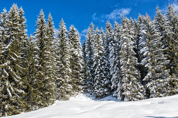 bir gün karlı ağaçların