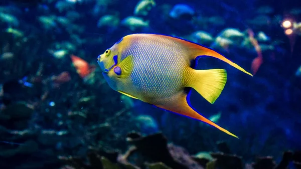 Um peixe-anjo da rainha — Fotografia de Stock