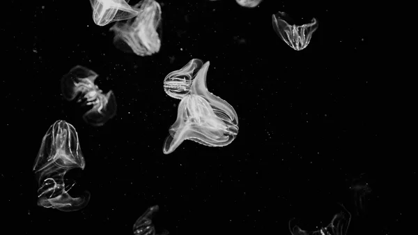 Jelly Fish Black and White