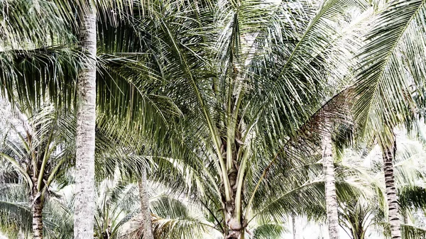 Una palma de coco — Foto de Stock