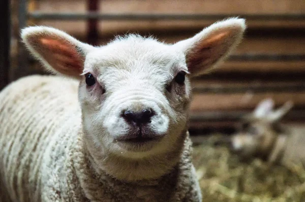 Agnello primo piano — Foto Stock