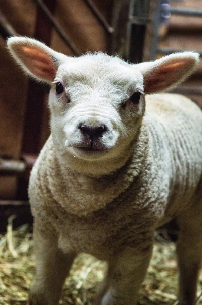 Lamb close-up — Stock Photo, Image