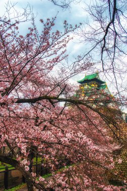 Osaka Kalesi kiraz çiçeği sezonu
