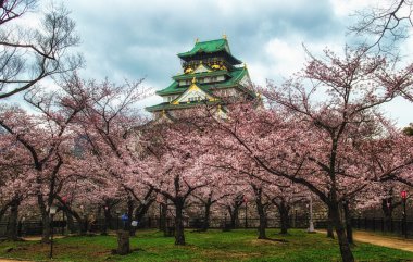 Kiraz çiçeği ve Osaka Kalesi