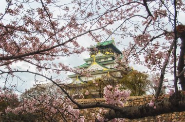 Osaka Kalesi kiraz çiçeği sezonu