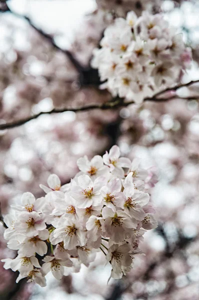 Bello Sakura (fiore di ciliegio giapponese ). — Foto Stock