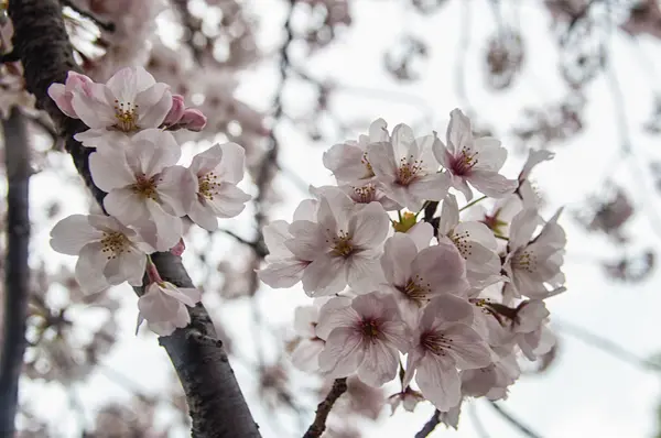 Piękny Sakura (japoński kwiat wiśni). — Zdjęcie stockowe