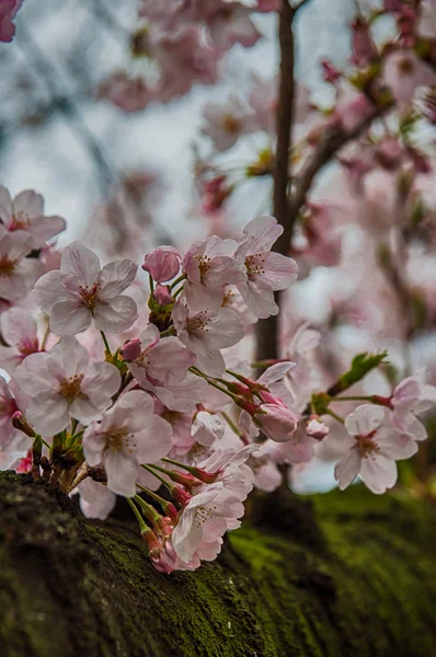 Bela Sakura (flor de cereja japonesa ). — Fotografia de Stock