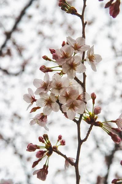 Bela Sakura (flor de cereja japonesa ). — Fotografia de Stock