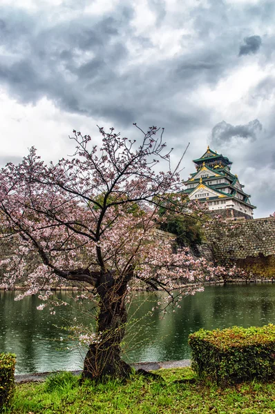 Sakura ve kale — Stok fotoğraf