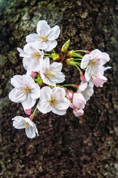 Bela Sakura (flor de cereja japonesa ). — Fotografia de Stock