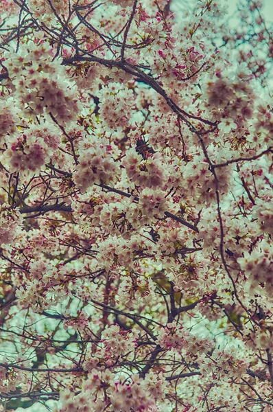 Bela Sakura (flor de cereja japonesa ). — Fotografia de Stock