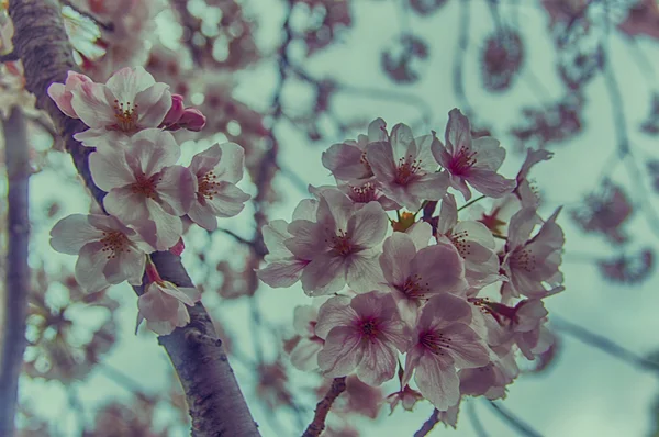 Mooie Sakura (Japanse kersenbloesem). — Stockfoto