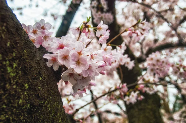 Frumos Sakura (floare de cireșe japoneze ). — Fotografie, imagine de stoc