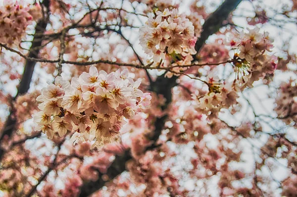 Piękny Sakura (japoński kwiat wiśni). — Zdjęcie stockowe