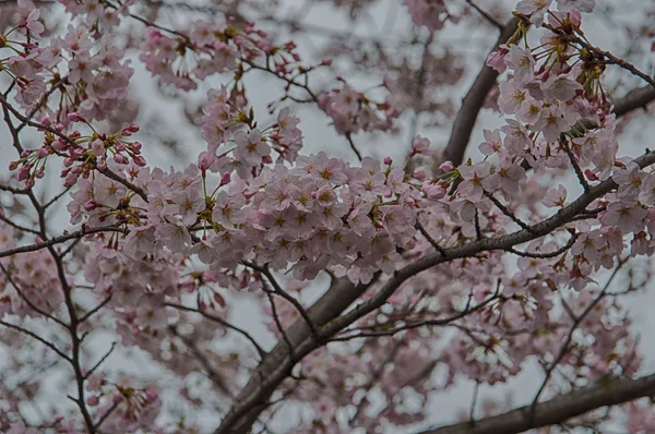 Bela Sakura (flor de cereja japonesa ). — Fotografia de Stock