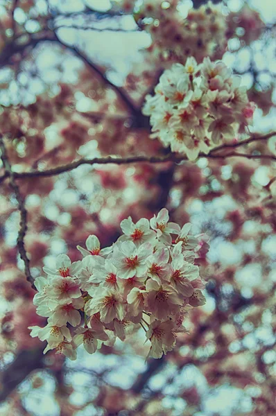 Bela Sakura (flor de cereja japonesa ). — Fotografia de Stock