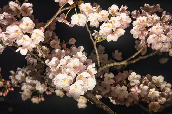 Sakura v noci — Stock fotografie