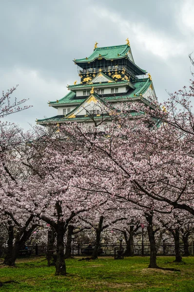 Kiraz çiçeği ve Osaka Kalesi — Stok fotoğraf
