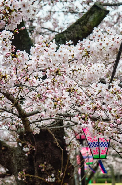 Beautiful Sakura (Japanese cherry blossom). — Stock Photo, Image