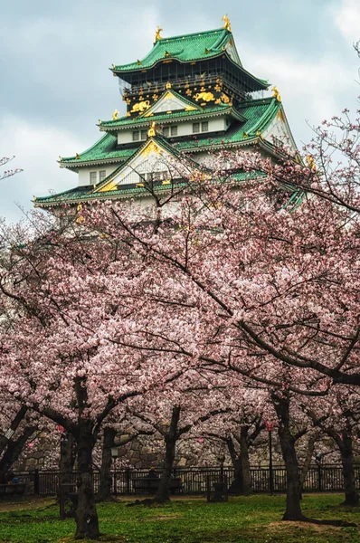 Kiraz çiçeği ve Osaka Kalesi — Stok fotoğraf