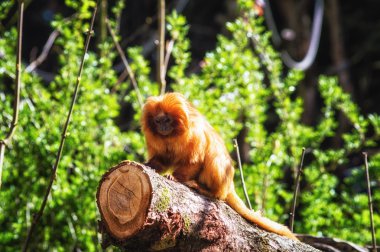 Altın Aslan pembe maymun (leontopithecus rosalia)