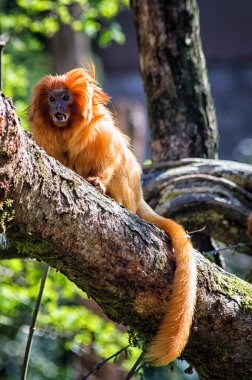 Altın Aslan pembe maymun (leontopithecus rosalia)