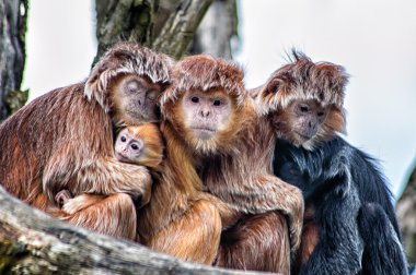 Cava langur (Trachypithecus hava)