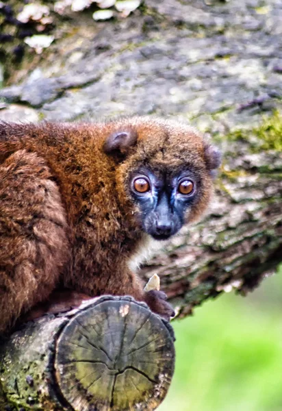 Red-bellied Lemur — Stock Photo, Image