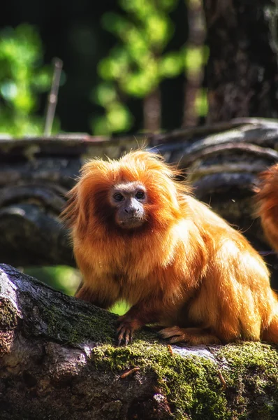 Leão dourado tamarin (Leontopithecus rosalia ) — Fotografia de Stock