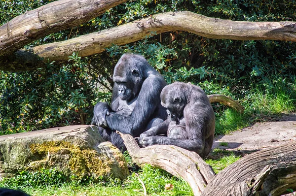 Dois Gorilas Adormecidos — Fotografia de Stock