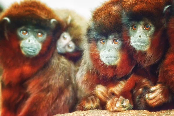 Monos rojos fotos de stock im genes de Monos rojos sin royalties