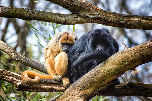 Виття мавпи на дереві — стокове фото