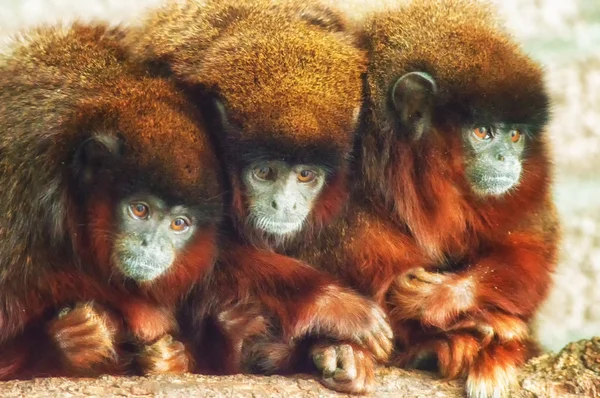 En familj av röda Titi apor — Stockfoto