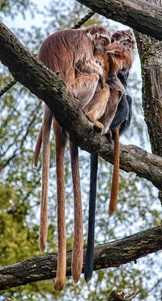 Яванський лангур (Trachypithecus auratus) — стокове фото