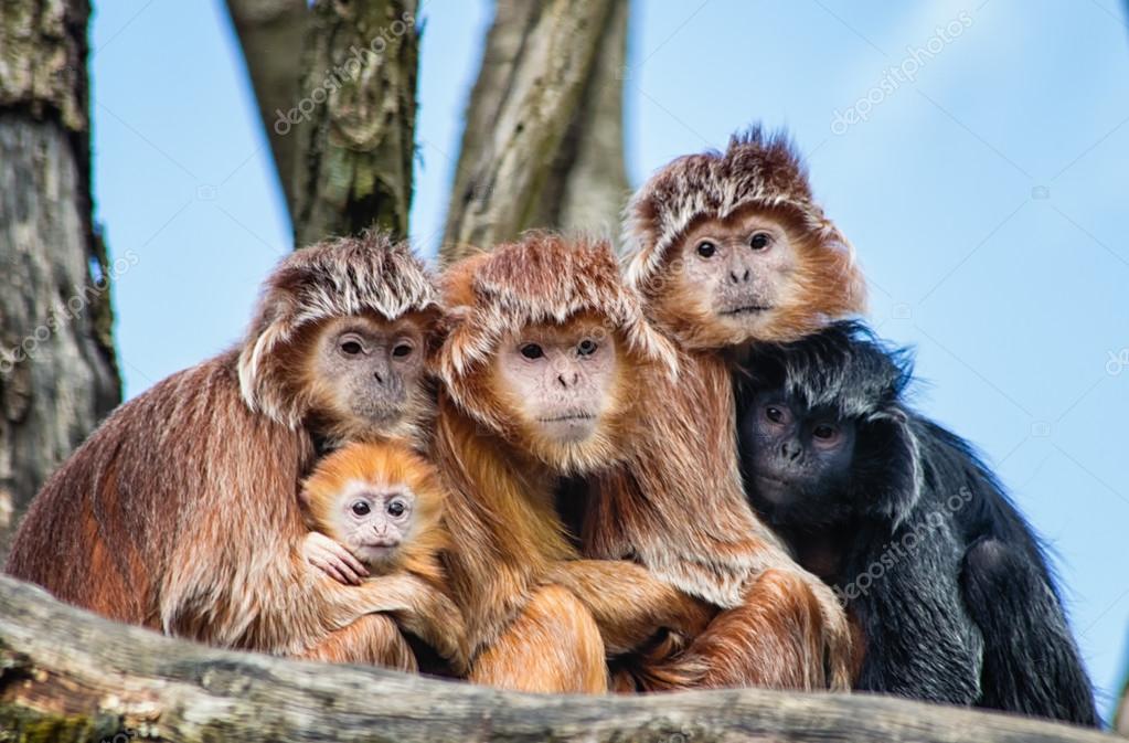 Uitni Teylor porno Charlining farishtalari filmidagi qizlarning soxta pornosi