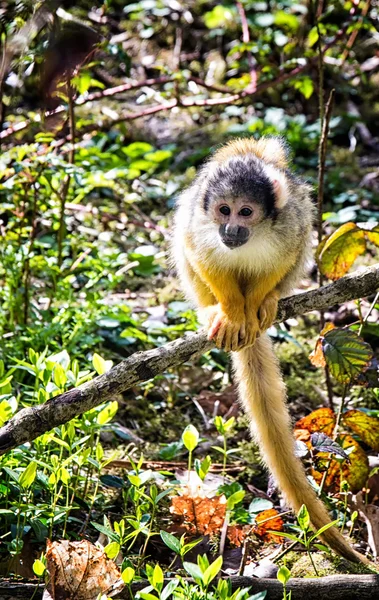 Un singe écureuil — Photo