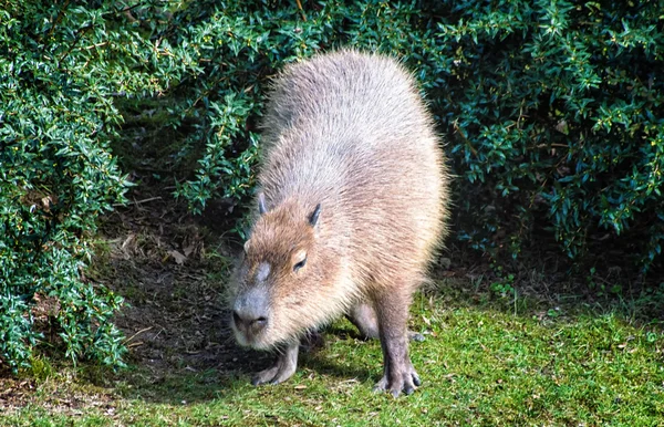 Capybara, найбільший живий гризун у світі . — стокове фото