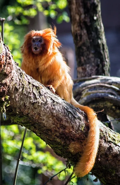 Gouden leeuwaapje (leontopithecus rosalia) — Stockfoto