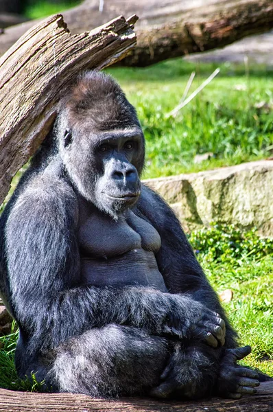 Портрет западной низменной гориллы — стоковое фото