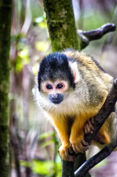 A Squirrel monkey — Stock Photo, Image