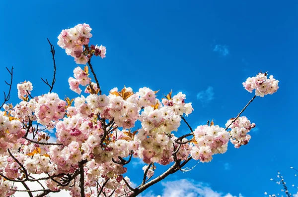 Bela árvore de flor — Fotografia de Stock